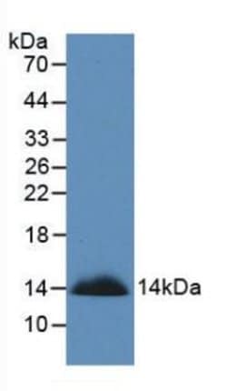 SEMA3A Monoclonal Antibody (C2), Invitrogen:Antibodies:Primary Antibodies