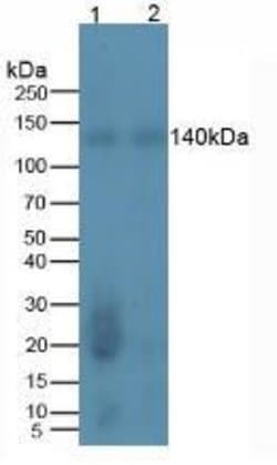 Invitrogen REV1 Monoclonal Antibody (10#), Invitrogen 100 &mu;L; Unconjugated:Antibodies,
