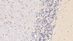 Invitrogen RARS Monoclonal Antibody (C9), Invitrogen:Antibodies:Primary