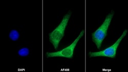 Invitrogen Periostin Monoclonal Antibody (C6), Invitrogen 100 &mu;L; Unconjugated:Antibodies,