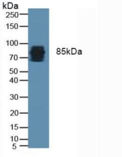 Periostin Monoclonal Antibody (C6), Invitrogen:Antibodies:Primary Antibodies