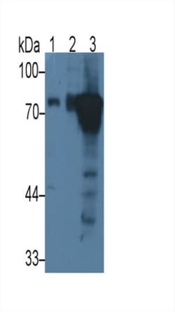 Invitrogen Periostin Monoclonal Antibody (C6), Invitrogen 100 &mu;L; Unconjugated:Antibodies,