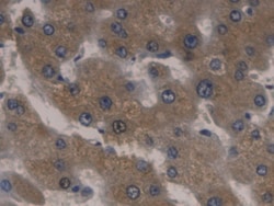 Invitrogen ORM2 Monoclonal Antibody (D1), Invitrogen 100 &mu;L; Unconjugated:Antibodies,