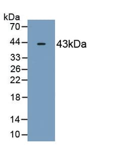 Invitrogen OAS2 Monoclonal Antibody (C1), Invitrogen 20 &mu;L; Unconjugated:Anticorps,