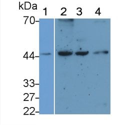 Invitrogen Podocin Monoclonal Antibody (C3), Invitrogen 20 &mu;L; Unconjugated:Antibodies,
