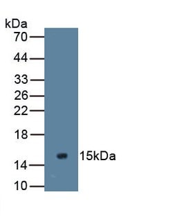 Invitrogen MUC2 Monoclonal Antibody (C1), Invitrogen 20 &mu;L; Unconjugated:Antibodies,