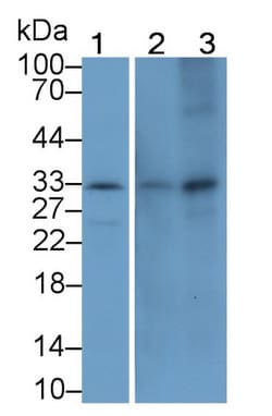 Invitrogen MMP7 Monoclonal Antibody (J8), Invitrogen 100 &mu;L; Unconjugated:Antikörper