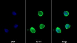 Invitrogen MMP25 Monoclonal Antibody (C6), Invitrogen 20 &mu;L; Unconjugated:Antibodies,