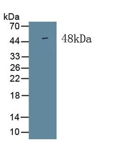 ISLR Monoclonal Antibody (C3), Invitrogen:Antibodies:Primary Antibodies
