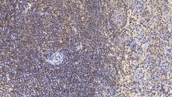 NAMPT Monoclonal Antibody (D1), Invitrogen:Antibodies:Primary Antibodies