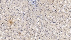 NAMPT Monoclonal Antibody (D1), Invitrogen:Antibodies:Primary Antibodies