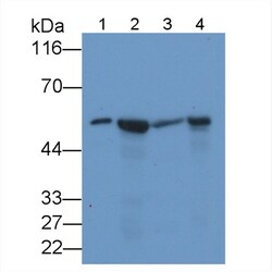 Invitrogen NAMPT Monoclonal Antibody (D1), Invitrogen 100 μL; Unconjugated:Antibodies,
