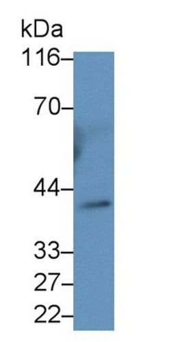 INHA Monoclonal Antibody (C1), Invitrogen:Antibodies:Primary Antibodies