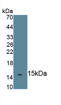 Invitrogen IL-18 Monoclonal Antibody (C10), Invitrogen 20 &mu;L; Unconjugated:Antibodies,