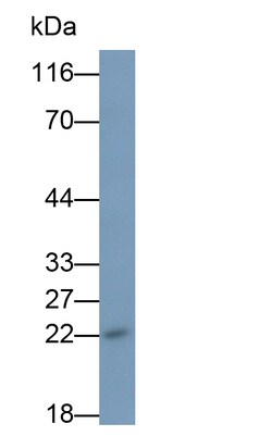 Invitrogen IL-18 Monoclonal Antibody (C10), Invitrogen 100 &mu;L; Unconjugated:Antibodies,