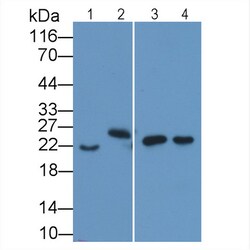 Invitrogen IL-18 Monoclonal Antibody (C10), Invitrogen 100 &mu;L; Unconjugated:Antibodies,