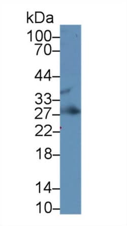 Invitrogen IGFBP4 Monoclonal Antibody (A4), Invitrogen 20 &mu;L; Unconjugated:Antibodies,
