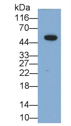 Invitrogen Interferon beta Monoclonal Antibody (C2), Invitrogen 20 &mu;L;