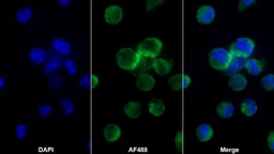 Invitrogen MDC Monoclonal Antibody (D1), Invitrogen 100 &mu;L; Unconjugated:Antibodies,