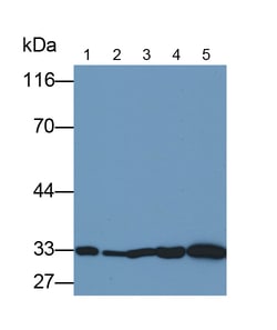 Invitrogen NGF Monoclonal Antibody (C13), Invitrogen 100 &mu;L; Unconjugated:Antibodies,