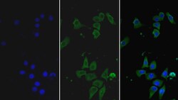 Invitrogen HPa1 Monoclonal Antibody (C1), Invitrogen 100 &mu;L; Unconjugated:Antibodies,