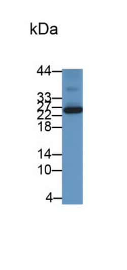 Invitrogen HFE2 Monoclonal Antibody (C5), Invitrogen 100 μL; Unconjugated:Antibodies,