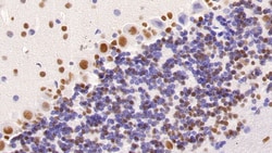 Invitrogen HDAC1 Monoclonal Antibody (E22), Invitrogen 20 &mu;L; Unconjugated:Antibodies,