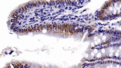 Invitrogen HDAC1 Monoclonal Antibody (E22), Invitrogen 20 &mu;L; Unconjugated:Antibodies,