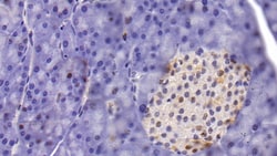 Invitrogen HDAC1 Monoclonal Antibody (E22), Invitrogen 20 &mu;L; Unconjugated:Antibodies,