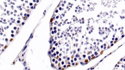 Invitrogen HDAC1 Monoclonal Antibody (E22), Invitrogen 20 &mu;L; Unconjugated:Antibodies,
