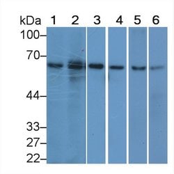 HDAC1 Monoclonal Antibody (E22), Invitrogen:Antibodies:Primary Antibodies