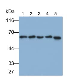 Invitrogen HDAC1 Monoclonal Antibody (E22), Invitrogen 20 &mu;L; Unconjugated:Antibodies,