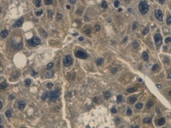 Invitrogen Haptoglobin Monoclonal Antibody (C6), Invitrogen:Antibodies:Primary