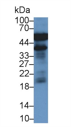 Invitrogen Haptoglobin Monoclonal Antibody (C6), Invitrogen:Antibodies:Primary
