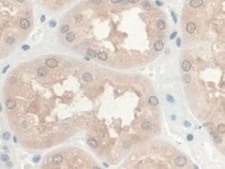 Invitrogen GREM1 Monoclonal Antibody (C1), Invitrogen 100 &mu;L; Unconjugated:Antibodies,
