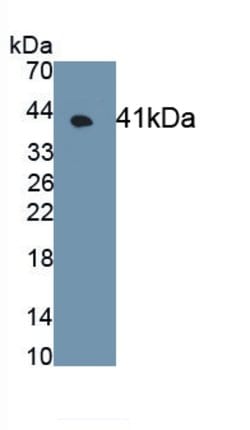 Invitrogen GPR35 Monoclonal Antibody (C3), Invitrogen 20 &mu;L; Unconjugated:Antibodies,