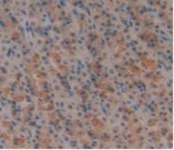 Invitrogen GIP Monoclonal Antibody (A2), Invitrogen 20 &mu;L; Unconjugated:Antibodies,