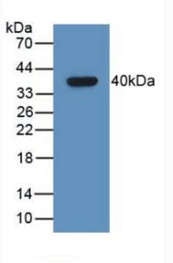GHRH Monoclonal Antibody (C2), Invitrogen:Antibodies:Primary Antibodies