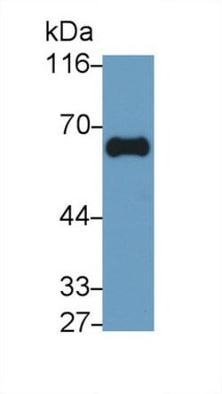 Invitrogen GGT1 Monoclonal Antibody (13#), Invitrogen 20 &mu;L; Unconjugated:Antibodies,