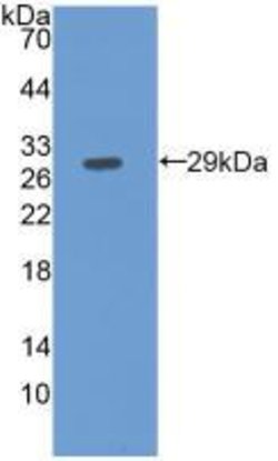 Invitrogen Fibulin 3 Monoclonal Antibody (C5), Invitrogen:Antibodies:Primary