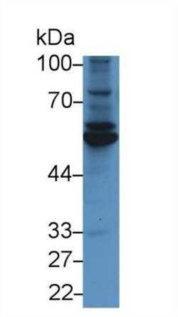 Invitrogen Fibulin 3 Monoclonal Antibody (C5), Invitrogen:Antibodies:Primary