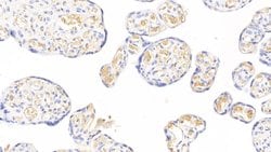 FIBB Monoclonal Antibody (C1), Invitrogen:Antibodies:Primary Antibodies