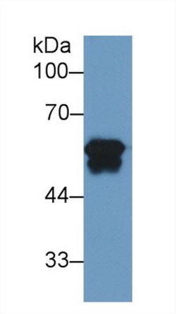 FIBB Monoclonal Antibody (C1), Invitrogen:Antibodies:Primary Antibodies