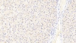 Invitrogen Ferritin Light Chain Monoclonal Antibody (H19), Invitrogen 100