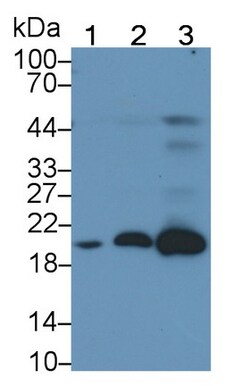 Invitrogen Ferritin Light Chain Monoclonal Antibody (H19), Invitrogen 100