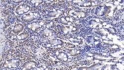 Invitrogen ERLIN2 Monoclonal Antibody (C2), Invitrogen 100 &mu;L; Unconjugated:Antibodies,
