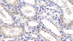 Invitrogen ERLIN2 Monoclonal Antibody (C2), Invitrogen 100 &mu;L; Unconjugated:Antibodies,