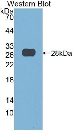 Invitrogen DNASE1 Monoclonal Antibody (2-1#), Invitrogen 20 &mu;L | Buy Online | Invitrogen&trade; | Fisher Scientific