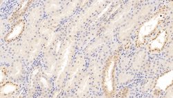 CXCL9 (MIG) Monoclonal Antibody (C7), Invitrogen:Antibodies:Primary Antibodies