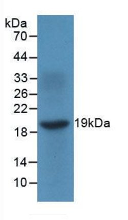 CXCL9 (MIG) Monoclonal Antibody (C7), Invitrogen:Antibodies:Primary Antibodies